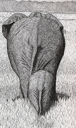 Elefanti- tratto di china